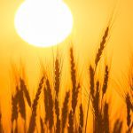 John Baranick, DTN's meteorologist, has determined that it will likely be a warmer-than-normal spring across the U.S., especially in the north. | Getty Images
