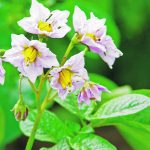 A potato plant blossoms in south-central Manitoba in July. Producers have figured out how to use fertigation to successfully grow the crop. | Alexis Stockford photo