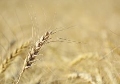 Alberta Grains was formed following the merger of the province’s wheat and barley commissions.  |  File photo