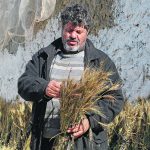 Hasan Chetoui, who is sowing old wheat varieties that he hopes will produce crops throughout the year, carries a bundle of wheat at his farm in Manouba, Tunisia, last month. | Reuters/Jihed Abidellaoui photo