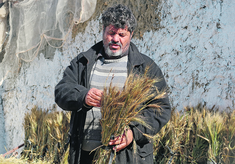 Hasan Chetoui, who is sowing old wheat varieties that he hopes will produce crops throughout the year, carries a bundle of wheat at his farm in Manouba, Tunisia, last month.  |  Reuters/Jihed Abidellaoui photo