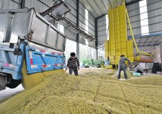 Workers unload harvested soybeans at a farm in China’s Shandong province, The country is taking steps to increase soybean production as part of efforts to improve food security.  |  Reuters photo