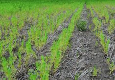 An example of early season aphanomyces root rot. | Syama Chatterton photo