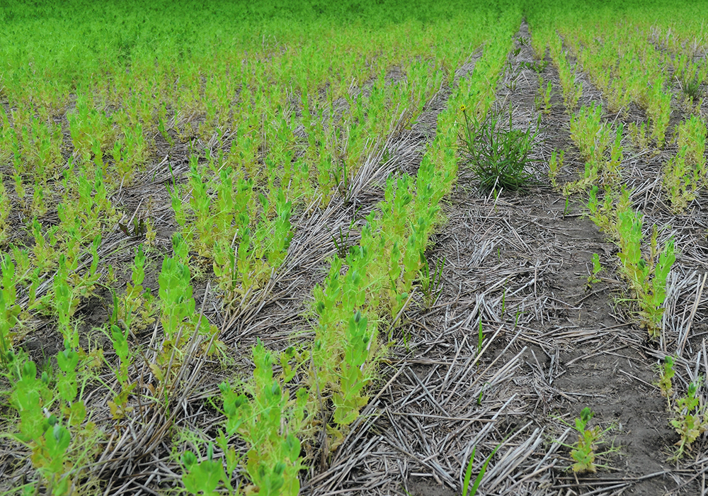 An example of early season aphanomyces root rot. | Syama Chatterton photo