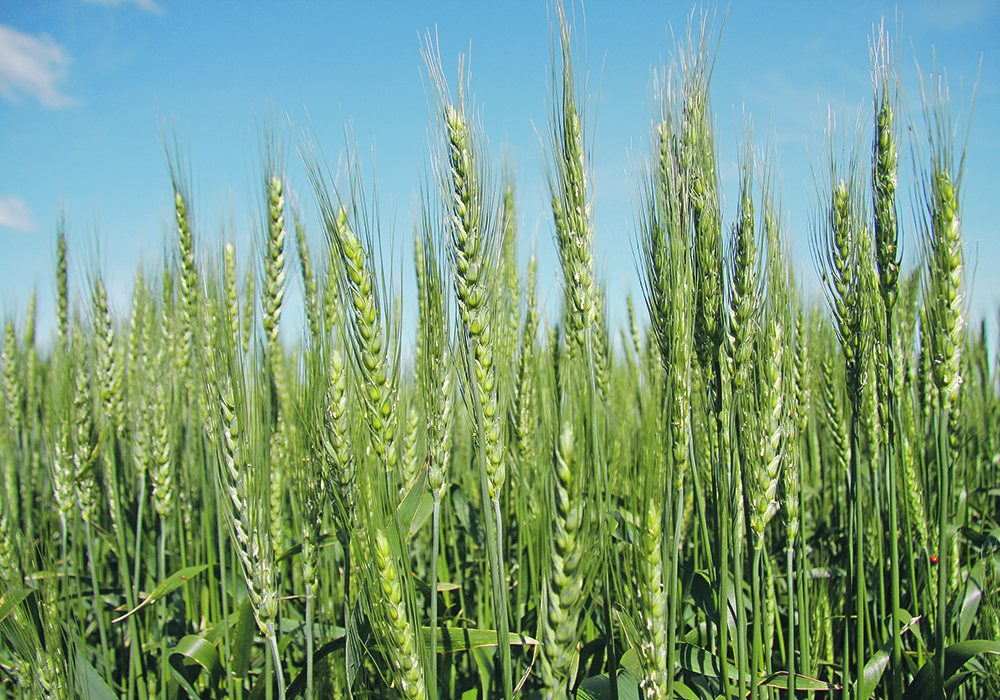 The recent funding for wheat research will focus on sustainability, such as genomic practices to reduce greenhouse gas emissions, and quicker variety development.  |  File photo