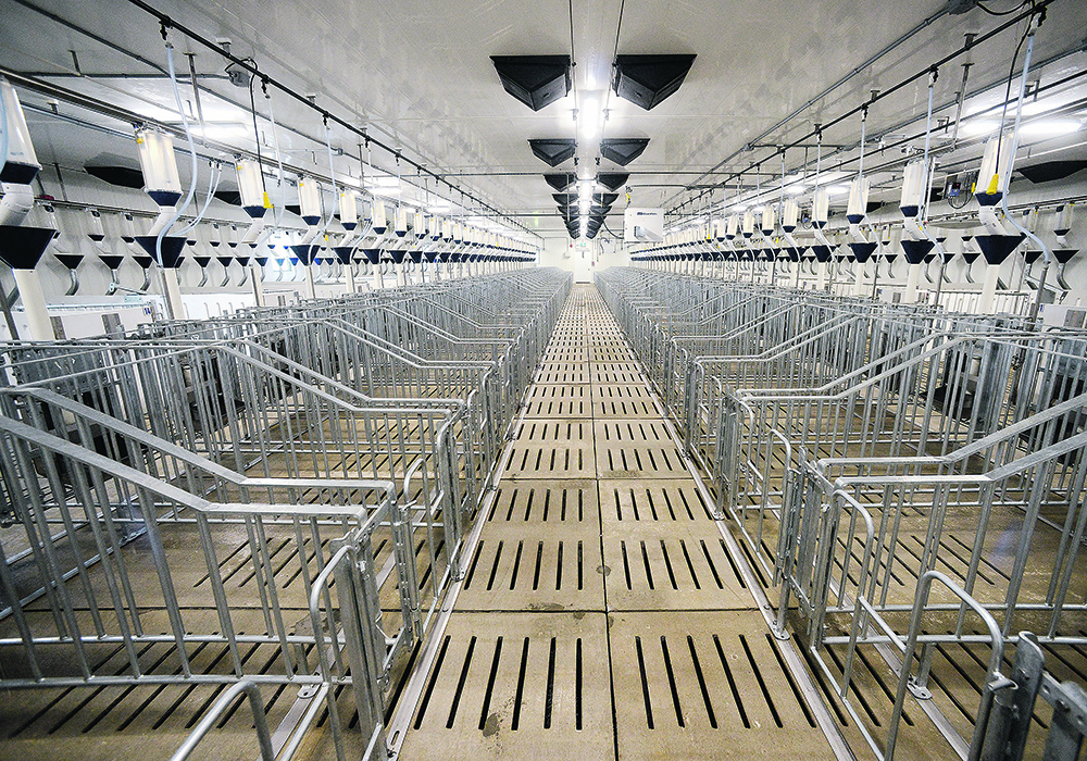 There are numerous options when building new housing for sows, and the best choice is debatable.  |  Diana Martin photo