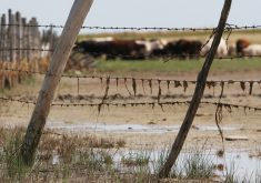 When the weather turns dry and hot later in summer, evaporating water leaves anthrax spores concentrated in what water is left. | File photo