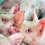Canada’s hog industry says the government must be prepared to start compensating producers as soon as African swine fever is detected in the country. | File photo
