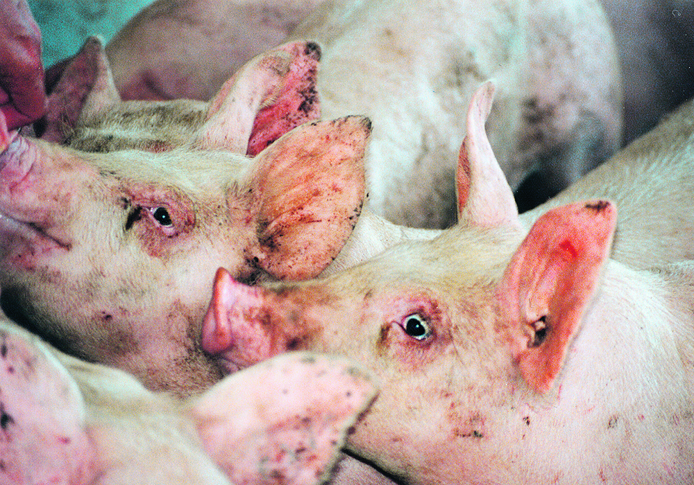 Canada’s hog industry says the government must be prepared to start compensating producers as soon as African swine fever is detected in the country.  |  File photo