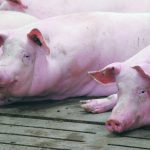 Streptococcus zooepidemicus kept spreading in Maple Leaf’s hog barns until staff determined where it was coming from. | File photo