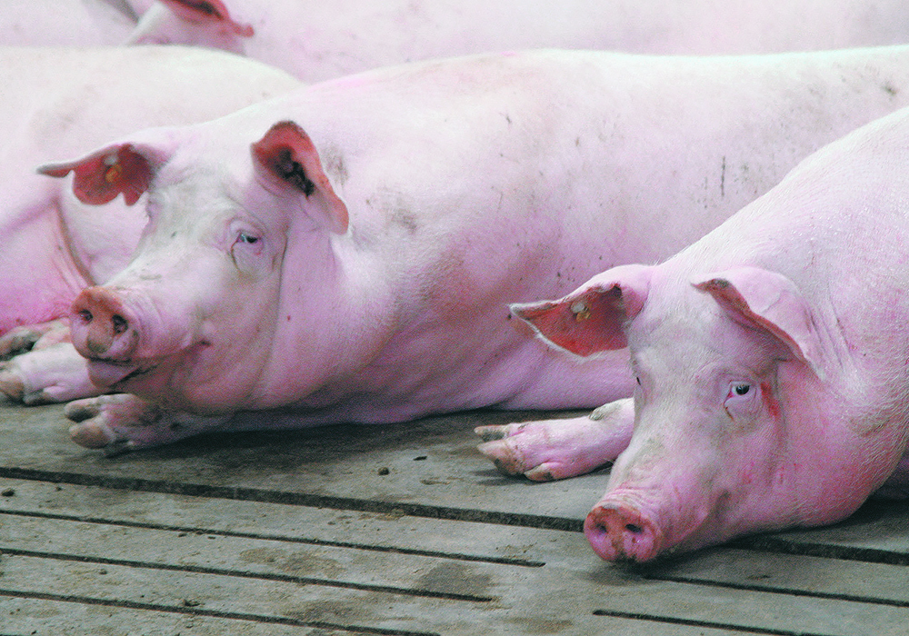 Streptococcus zooepidemicus kept spreading in Maple Leaf’s hog barns until staff determined where it was coming from.  |  File photo