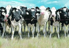 Land and labour shortages are significant hurdles for dairy farms when they plan to expand, but so are processing plants and feed facilities.  |  File photo