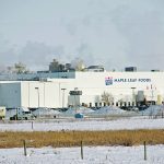 Maple Leaf Foods operates a pork plant in Brandon. | Alexis Stockford photo