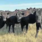 The Saskatchewan Crop Insurance Corp. is now offering coverage for mixed forage, greenfeed and silage and has enhanced the Forage Rainfall Insurance Program. | File photo