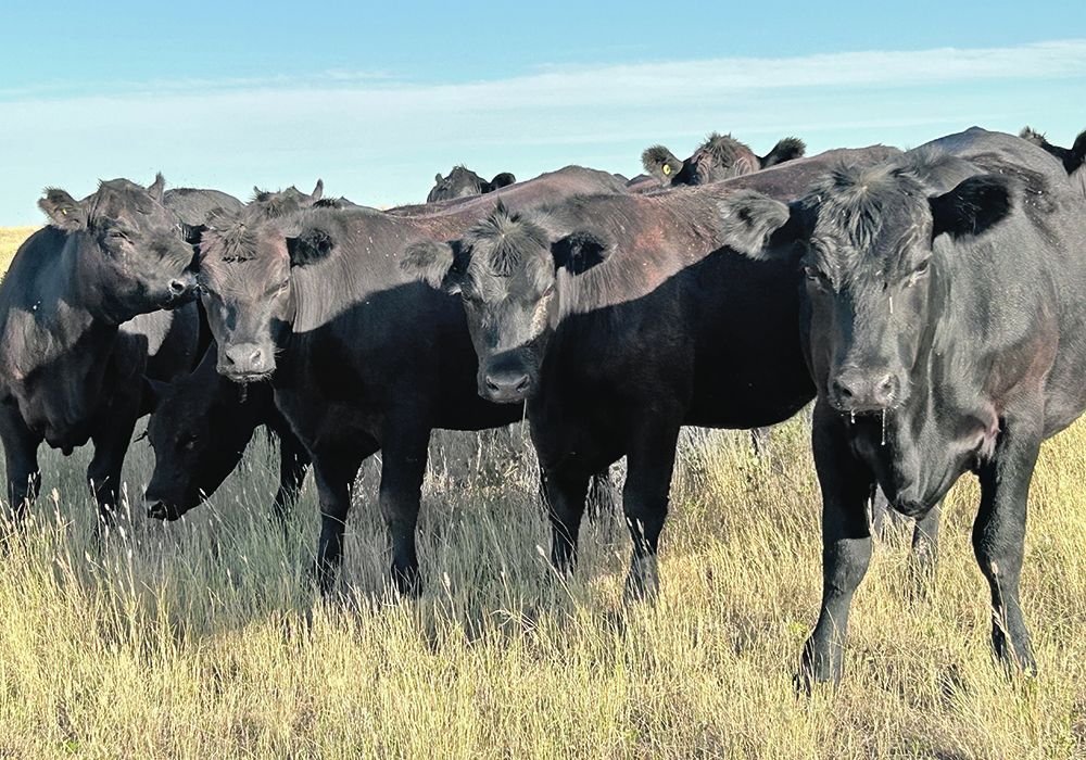 The Saskatchewan Crop Insurance Corp. is now offering coverage for mixed forage, greenfeed and silage and has enhanced the Forage Rainfall Insurance Program.  |  File photo