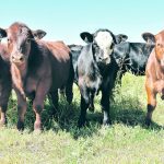 The Western Livestock Price Insurance Program (WLPIP) has been around for a number of years with awareness and participation gradually increasing. The difference this year is record high cattle prices and the ability to lock in profits. | File photo
