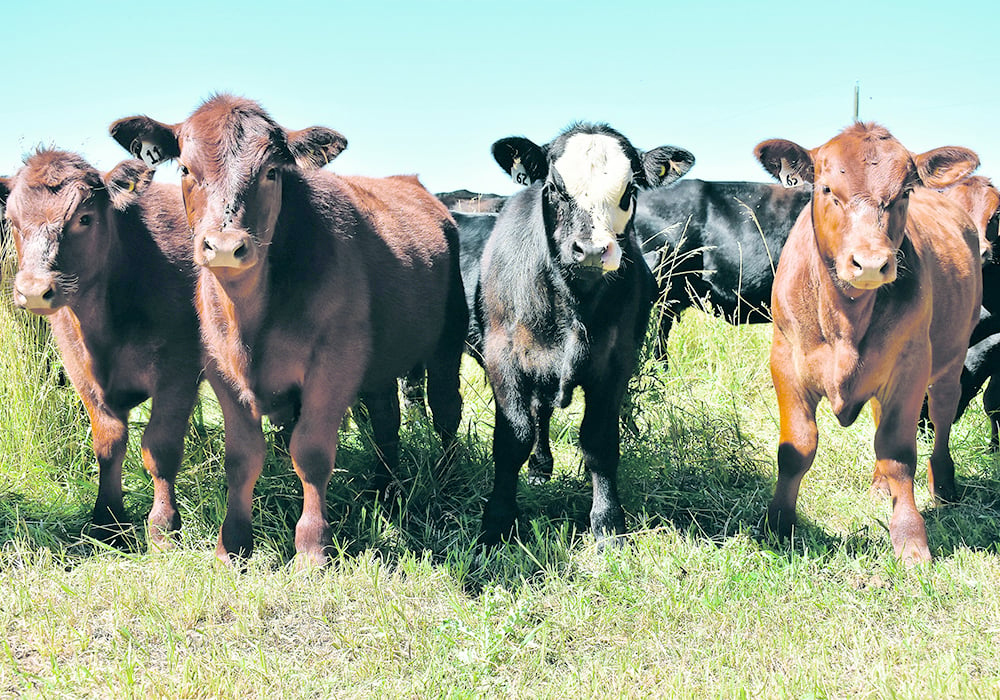 The Western Livestock Price Insurance Program (WLPIP) has been around for a number of years with awareness and participation gradually increasing. The difference this year is record high cattle prices and the ability to lock in profits. | File photo