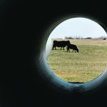 The livestock industry has changed considerably over the last 100 years, whether it be cattle, hogs or poultry. | File photo