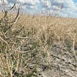 The Agricultural Producers Association of Saskatchewan says a drought preparedness committee would make sure the necessary tools and programs were in place before a drought arrived so farmers and the agriculture industry could respond more effectively. | File photo