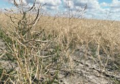 The Agricultural Producers Association of Saskatchewan says a drought preparedness committee would make sure the necessary tools and programs were in place before a drought arrived so farmers and the agriculture industry could respond more effectively.  |  File photo