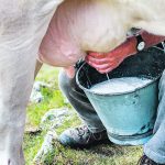 The author discovered a knack for calming cantankerous cows during milking. | Getty Images