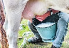 The author discovered a knack for calming cantankerous cows during milking.  |  Getty Images