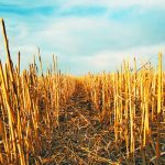 A company that provides a DNA soil analysis service says it provides detailed soil health insights to the farmer, along with recommendations on disease prediction, seeding, seed treatments, crop protection and crop nutrition. | File photo