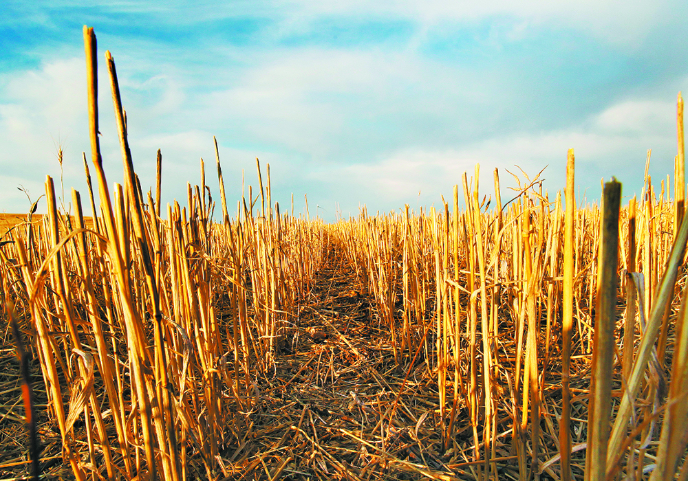 A company that provides a DNA soil analysis service says it provides detailed soil health insights to the farmer, along with recommendations on disease prediction, seeding, seed treatments, crop protection and crop nutrition.  |  File photo