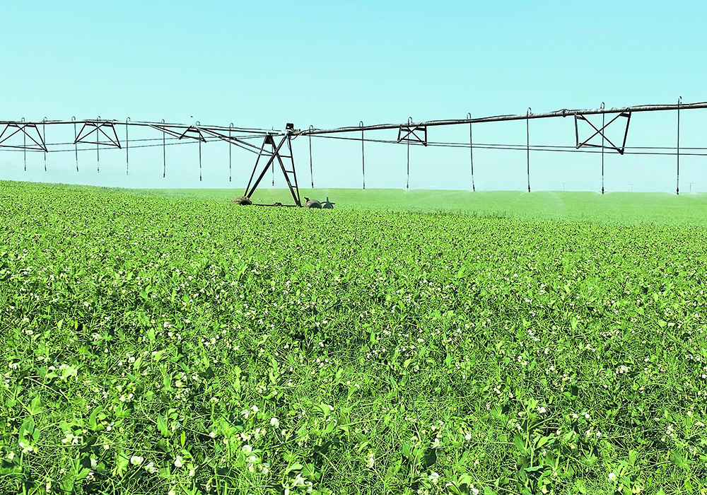 Saskatchewan irrigators have welcomed the provincial government’s recent announcement that it will go ahead with its irrigation expansion plans but say farmers’ participation is uncertain until they know exactly how much more they will have to pay.  |  File photo