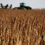 Few farmers will return to hemp or choose hemp over canola in 2024. A modest increase in production near fibre processing plants in Alberta is possible, but an acreage jump for hemp seems unlikely, says a leader in Canada’s hemp industry. | File photo