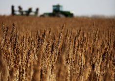 Few farmers will return to hemp or choose hemp over canola in 2024. A modest increase in production near fibre processing plants in Alberta is possible, but an acreage jump for hemp seems unlikely, says a leader in Canada’s hemp industry. | File photo