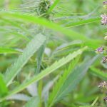 The shift toward hybrids and better crop genetics is seen as necessary because hemp has struggled to gain traction with farmers and within the food industry over the last decade. | File photo