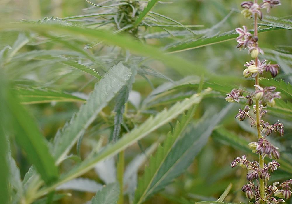 The shift toward hybrids and better crop genetics is seen as necessary because hemp has struggled to gain traction with farmers and within the food industry over the last decade.  |  File photo
