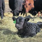 The cattle industry is better off when more producers participate in research projects. | File photo