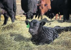 The cattle industry is better off when more producers participate in research projects.  |  File photo