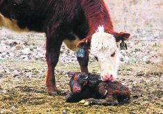 A bit of preparation can make calving season go a lot more smoothly for animal and producer alike.  |  File photo