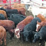 A veterinary professor says the first time many calves are immunized is when they get to feedlots after being weaned, which is “kind of like vaccinating your kids on the first day of kindergarten and expecting it to work.” However, cow-calf producers are reluctant to solely foot the bill for vaccinations that will benefit feedlot operators, he added. | File photo
