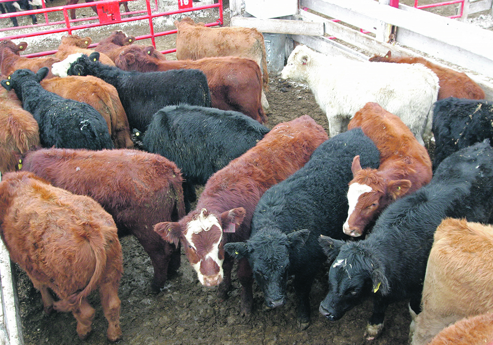 A veterinary professor says the first time many calves are immunized is when they get to feedlots after being weaned, which is “kind of like vaccinating your kids on the first day of kindergarten and expecting it to work.” However, cow-calf producers are reluctant to solely foot the bill for vaccinations that will benefit feedlot operators, he added.  |  File photo