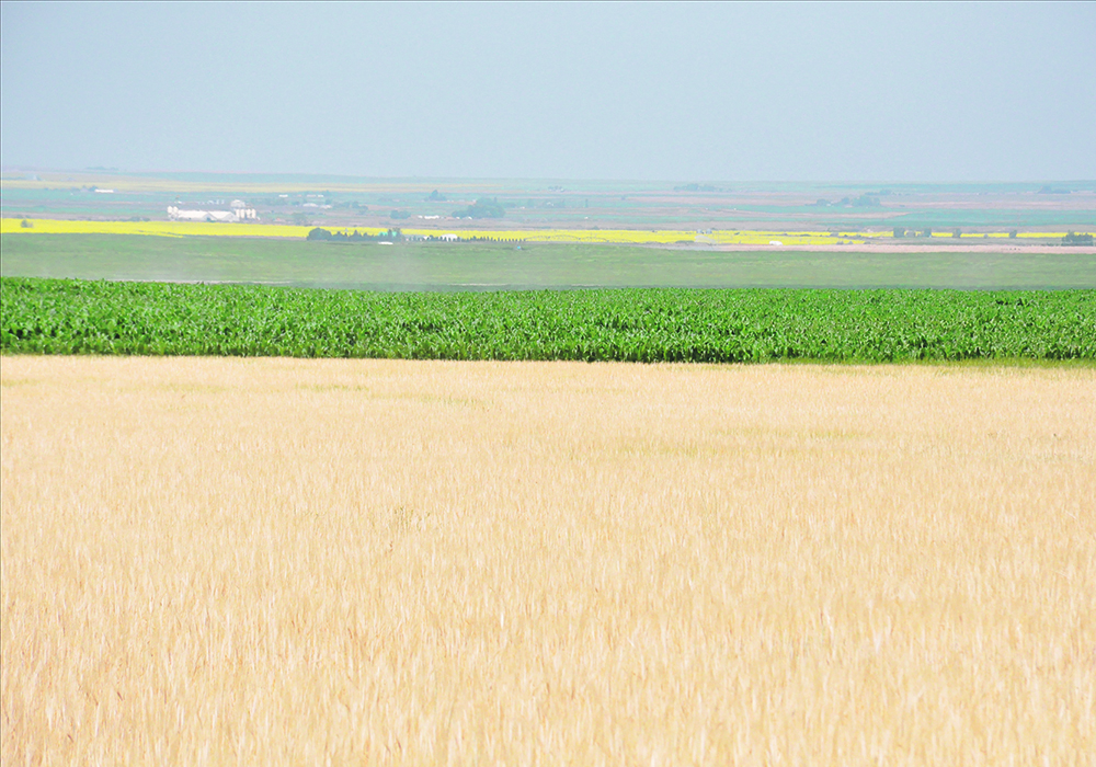 Farm Credit Canada says it was a generally unaffordable year to buy land because of the double hit of high interest rates and flagging commodity prices.  |  File photo