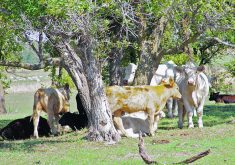 Beef producers are among the livestock groups that object to the United States’ new Product of USA labelling rule, saying it may stifle access to American markets.  |  Alexis Stockford photo