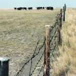 The pasture values for Manitoba in Farm Credit Canada’s recent Farmland Values report stand out because they’re significantly lower than Saskatchewan. | File photo