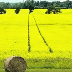 What happens if 2024 sees generally good weather? Can the industry and the infrastructure handle a full crop? | File photo