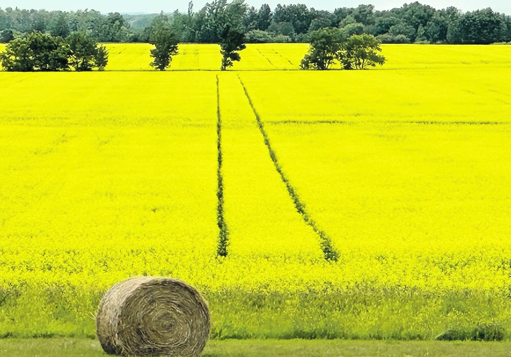 Image pour Canola industry says it is ready for a large crop