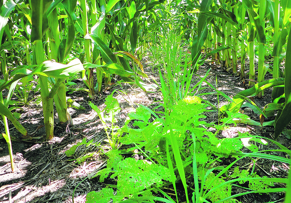 Major food manufacturers say consumers and investors are demanding that the land on which their food is grown convert to regenerative agriculture.  |  File photo