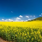 Australia is expected to export 4.4 million tonnes of canola this year, down from 5.87 million tonnes last year and 5.91 million tonnes the year before that. Those figures are about double the volume it used to ship out annually. | Getty Images