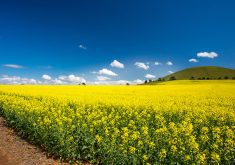 Australia is expected to export 4.4 million tonnes of canola this year, down from 5.87 million tonnes last year and 5.91 million tonnes the year before that. Those figures are about double the volume it used to ship out annually. | Getty Images