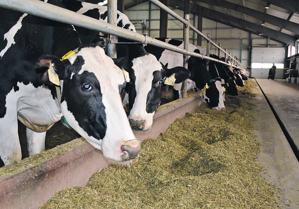 The disease was previously identified as Texas Agalactiae Syndrome. However, genetic sequencing revealed the "mystery illness" as a strain of Highly Pathonogenic Avian Influenza (HPAI) virus that's existed in the U.S. for two years.  |  File photo