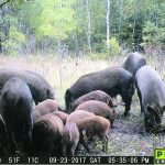 Squeal on Pigs received 157 sighting reports of wild pigs in Manitoba in 2023 and removed 127 pigs. | University of Saskatchewan photo