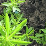 Planting perennial forages in ditches is recommended to help keep kochia from getting a toehold. | Saskatchewan Agriculture photo