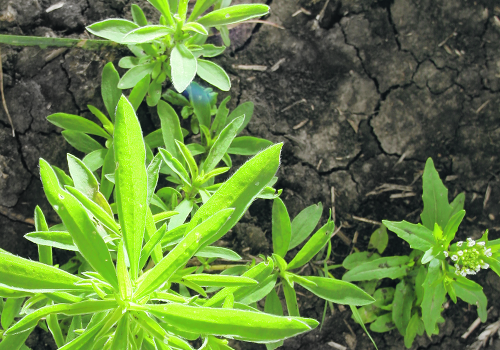 Planting perennial forages in ditches is recommended to help keep kochia from getting a toehold.  |  Saskatchewan Agriculture photo